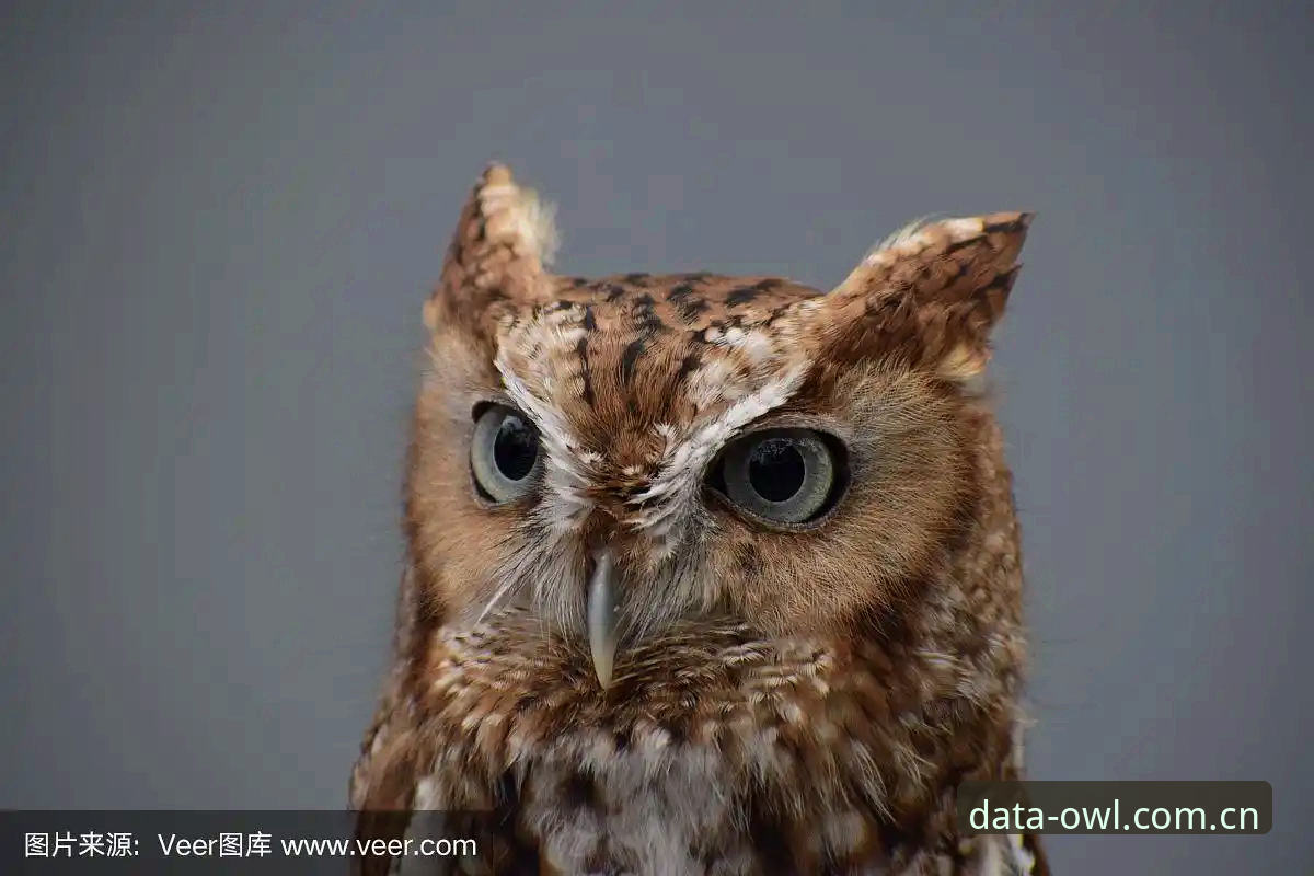猫头鹰体育安全吗？2025年最新数据安全与平台可靠性深度评测